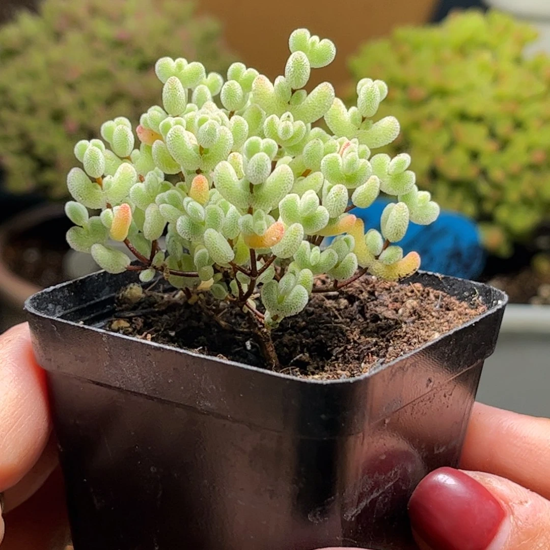 23实生莱斯杂冰晶优选