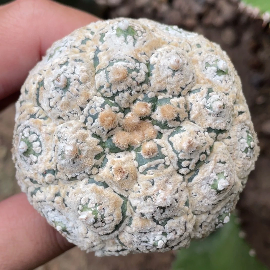 全部花朵指纹龟甲兜 仙人球