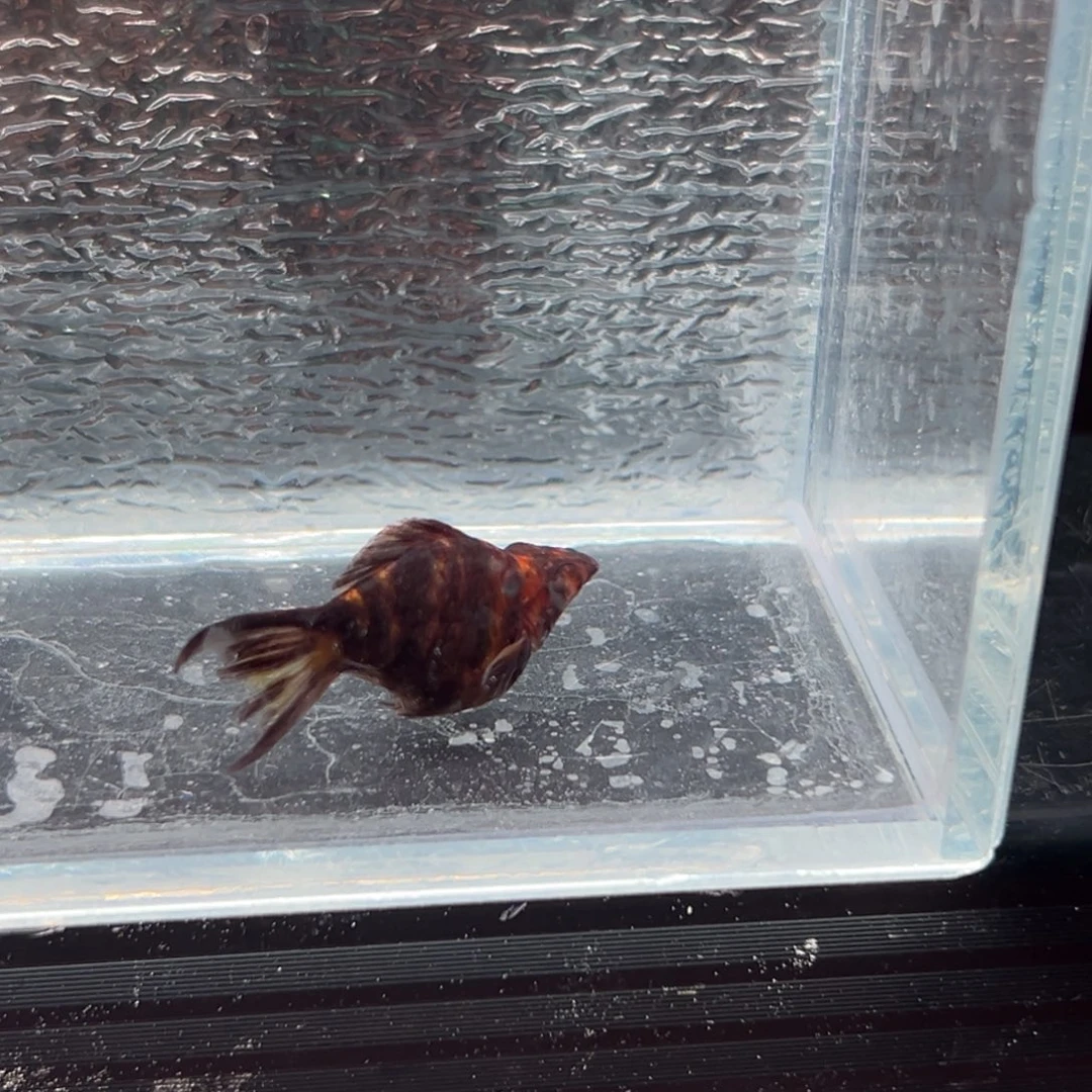 孔雀鱼玛丽鱼一条可可母