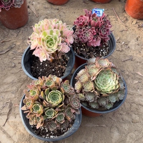 无***愛254多肉植物组合，