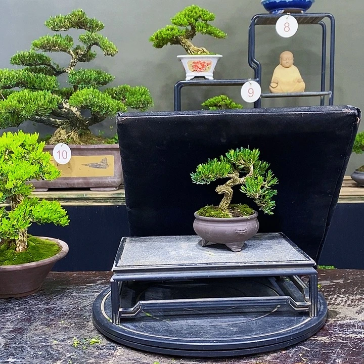 无花朵M黄杨盆景四季常青