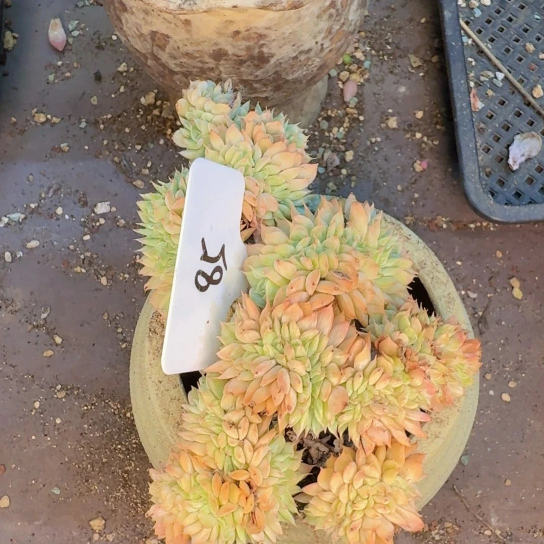 多肉植物的生长发育和生长