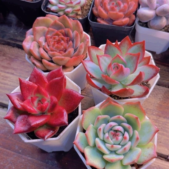 糖心 罗卡 惊鸿 吉娃娃