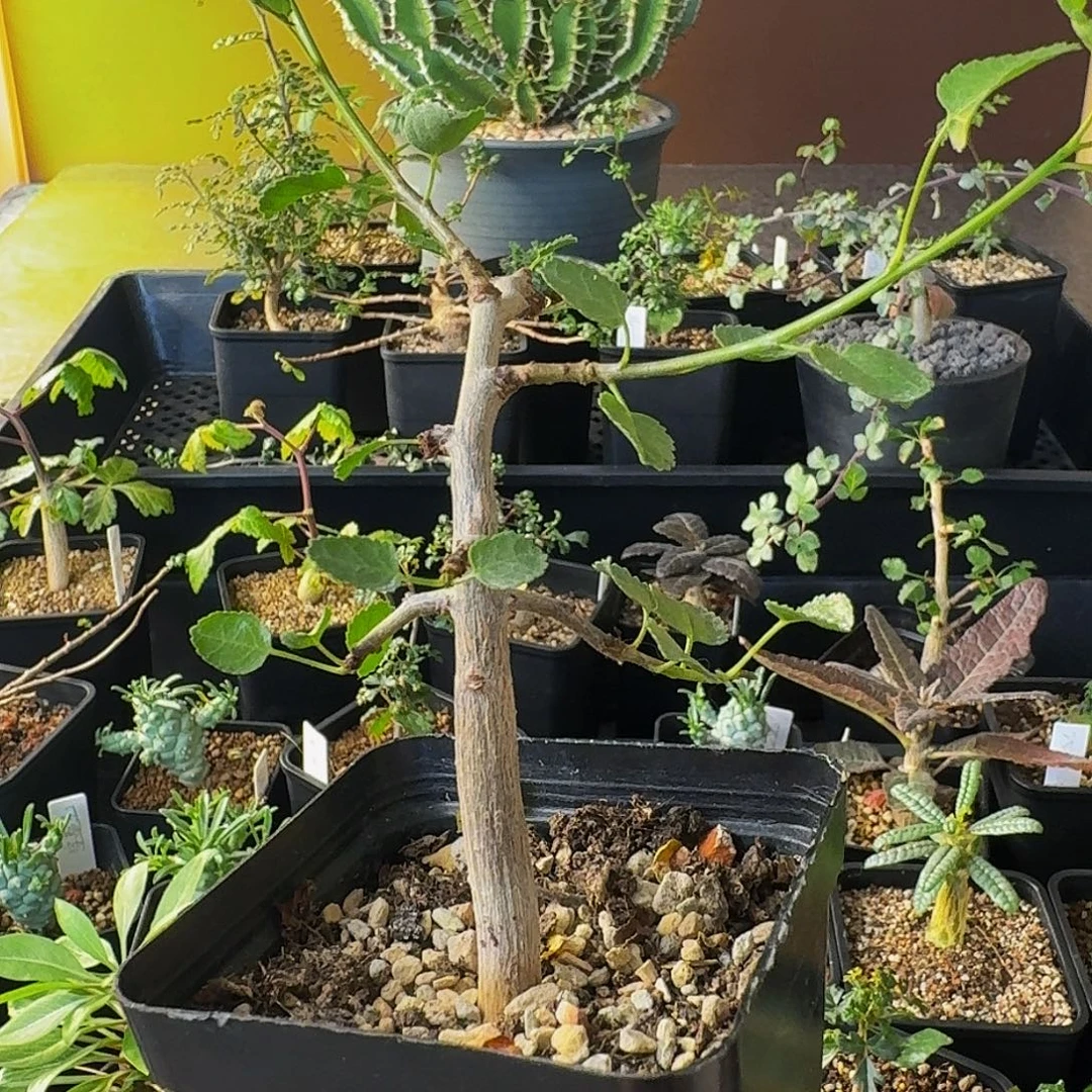 超浓奶香味 实生纳马橄榄带盆土包邮