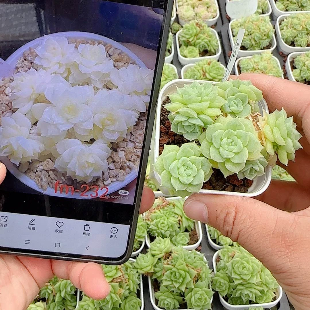 琳***裴【闪购商品】0719-80（fm-232）