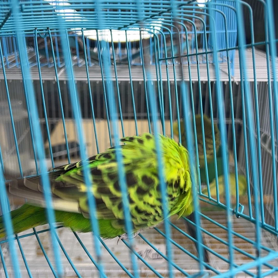 虎皮鹦鹉吧，提出琥珀ing比较积极