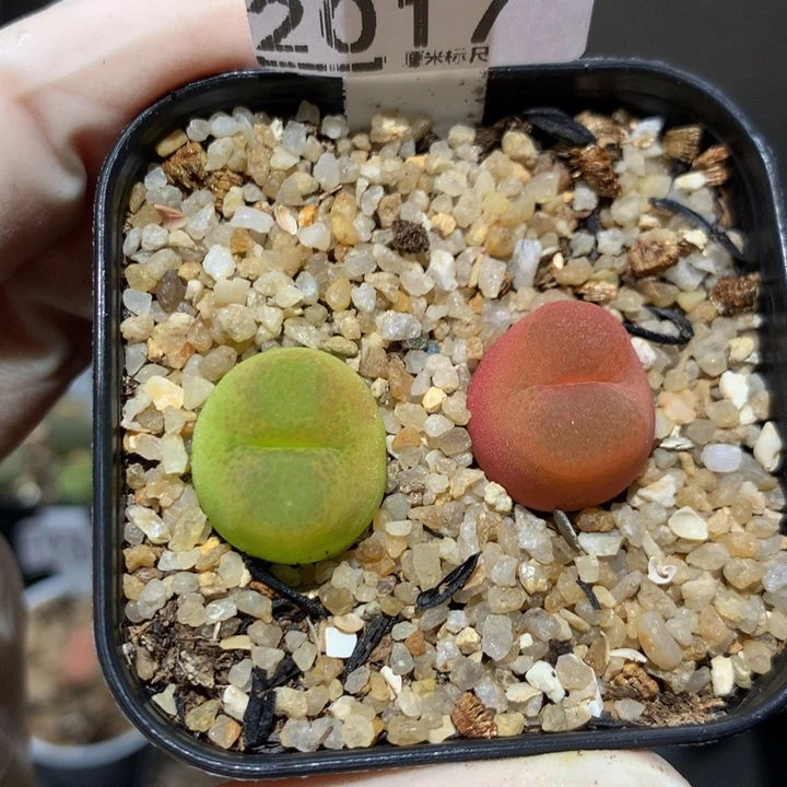 儿童节快乐生石花花2017