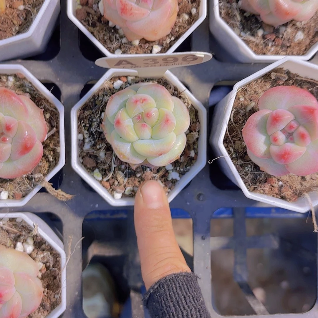 A396珍妮一物语拍