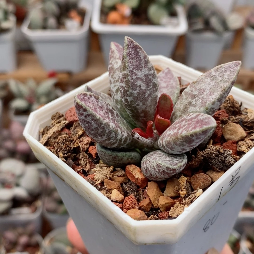 实生1号水泡多肉植物