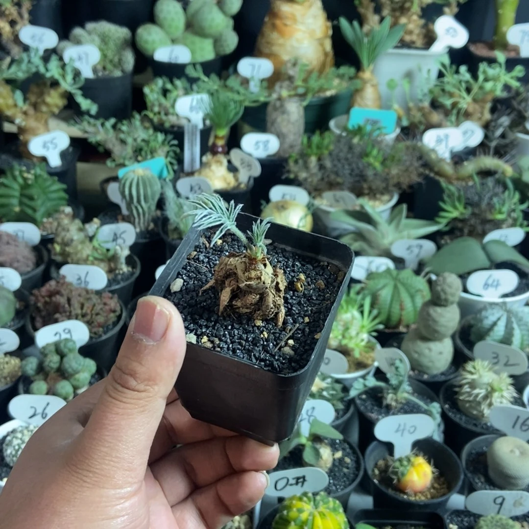 绒戈阳奎一物一拍