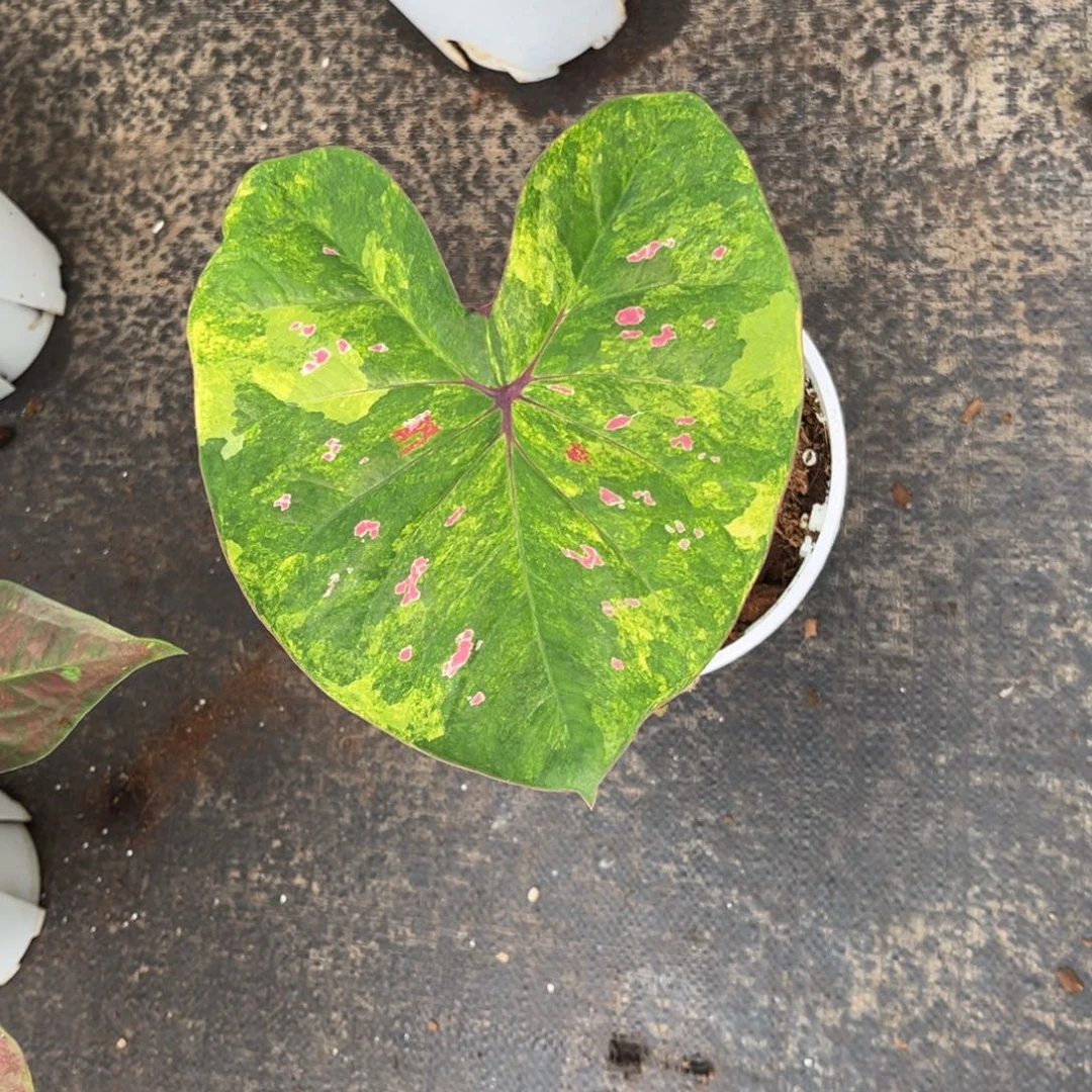 大部分开放少量花苞泰彩