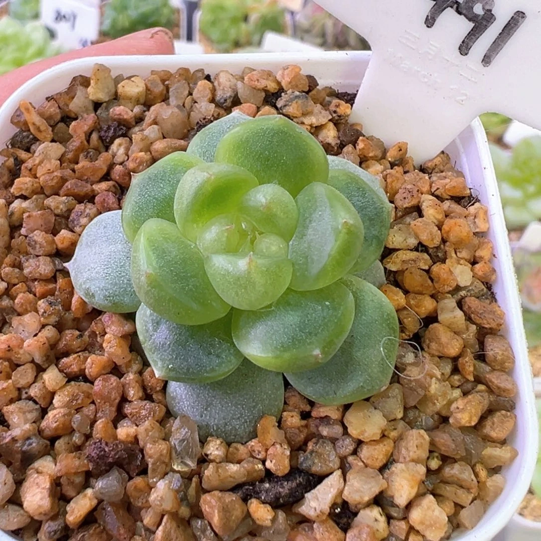 491号星楼 晗雨多肉