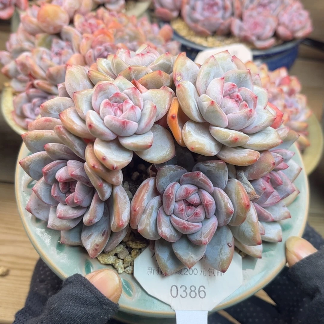 绿底紫心386/14cm9头