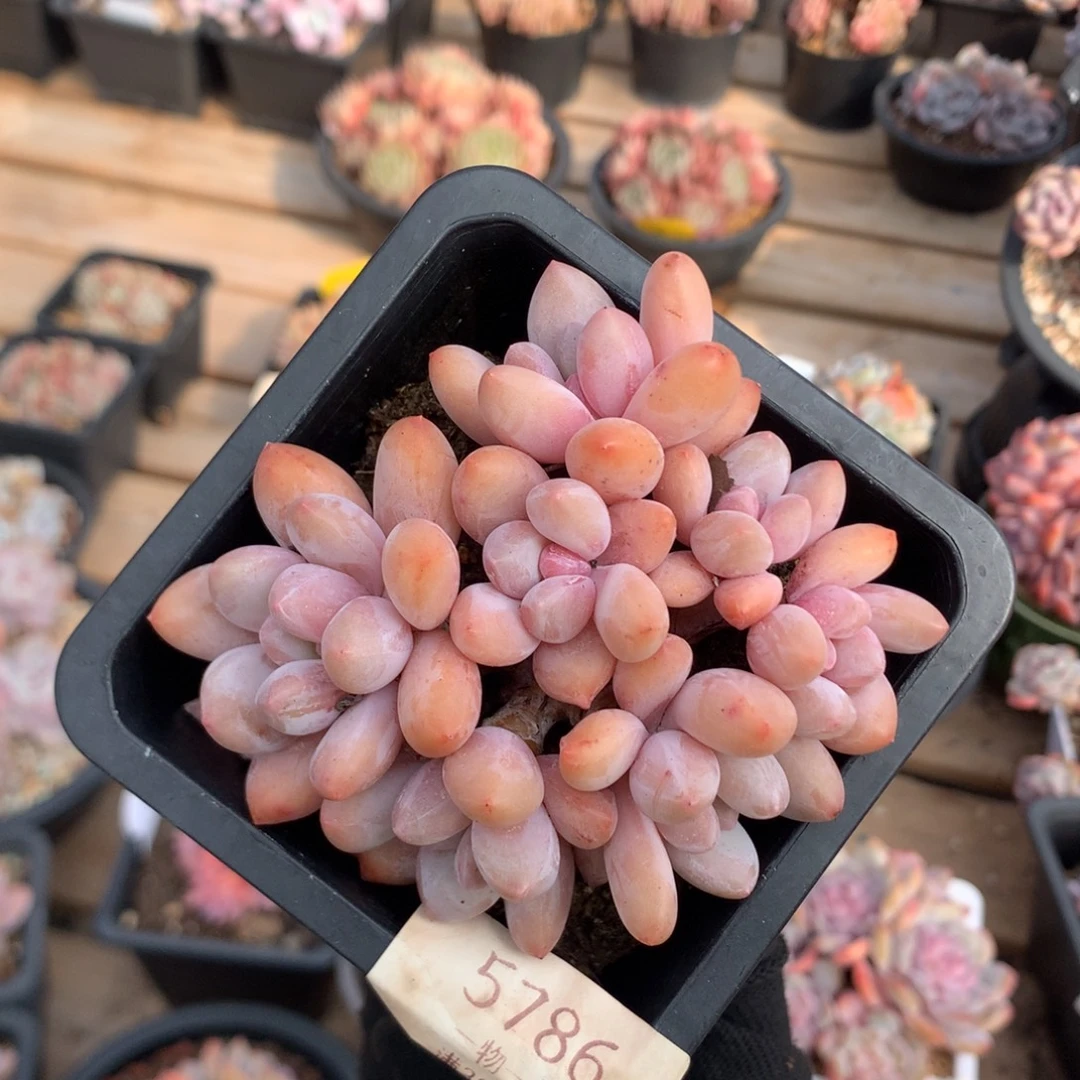 9厘米七头精控香水  5786