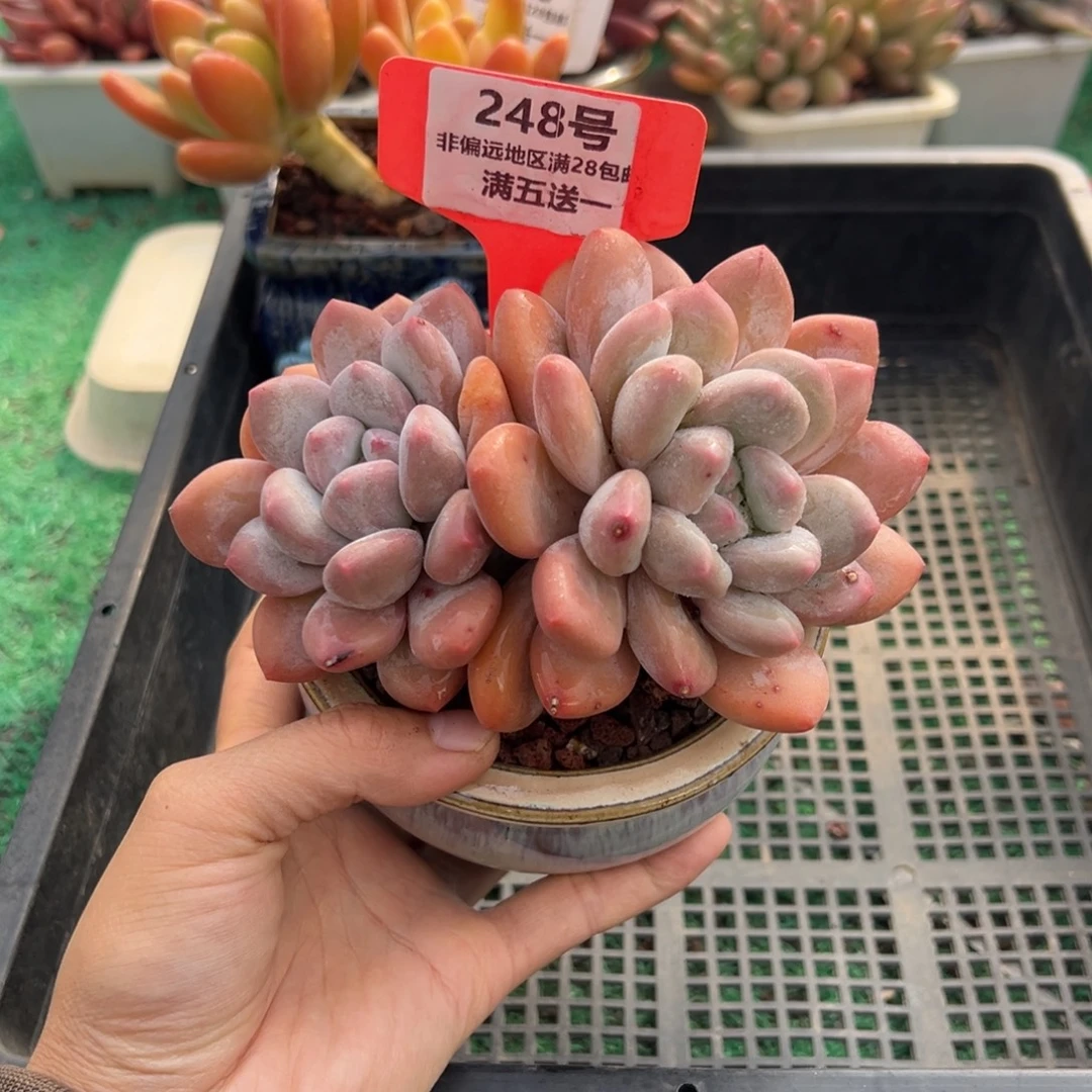 表妹精品多肉植物248.