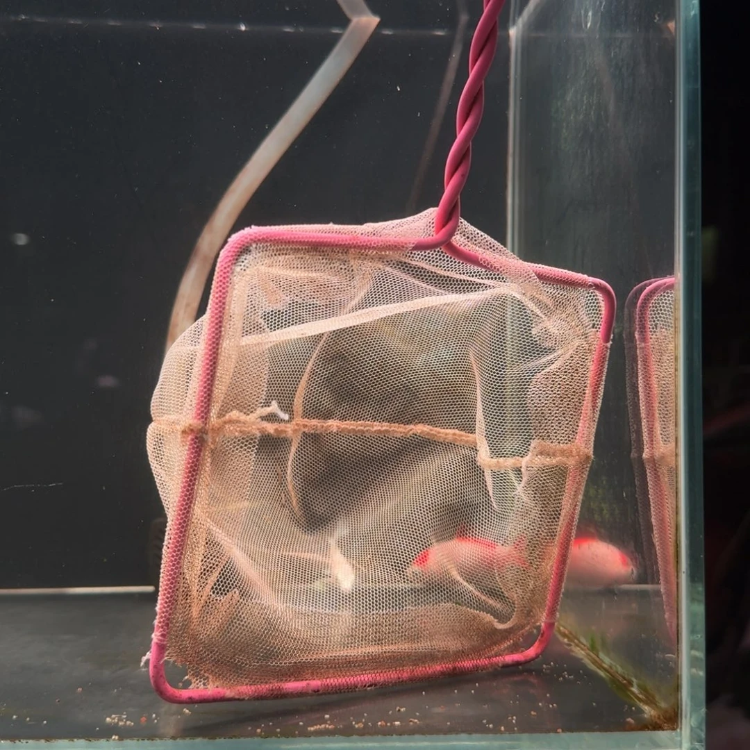 金鱼草金草金草金