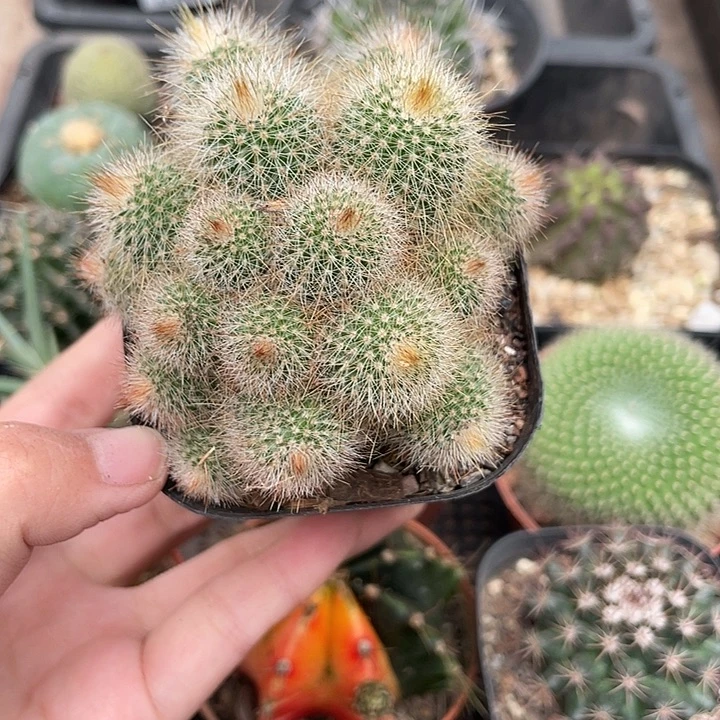 111金丝猴仙人球植物