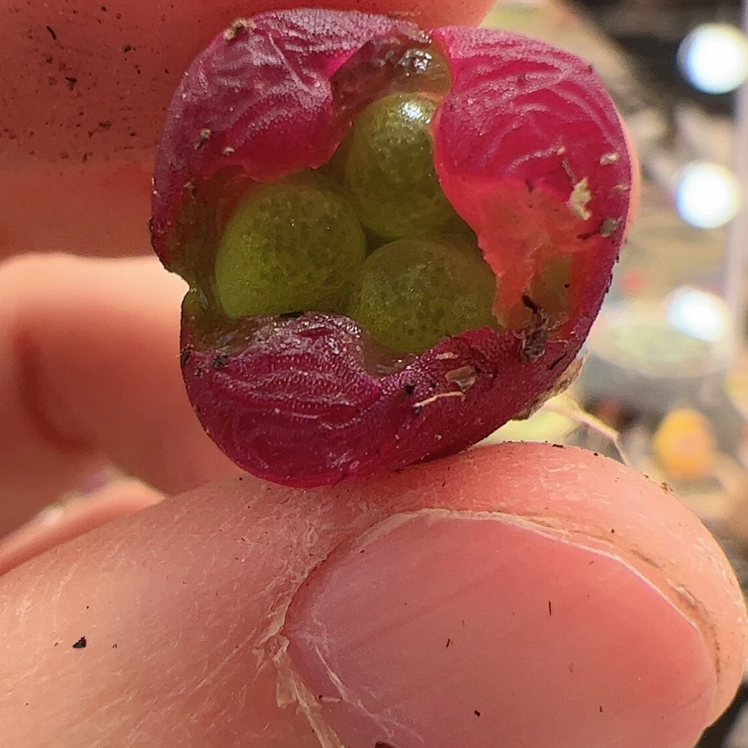 【闪购商品】?****?189 水蜜桃