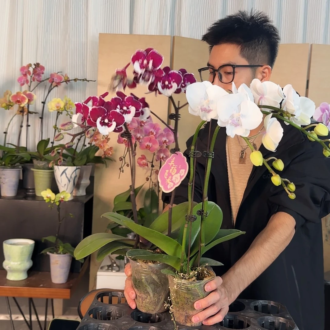 大部分花苞少量开放678/两颗随机组合