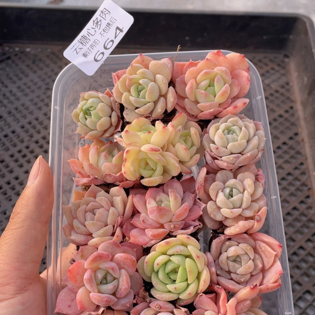 云糖心多肉植物664