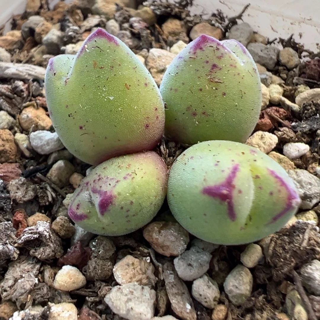 龙猫猪蹄 肉锥植物