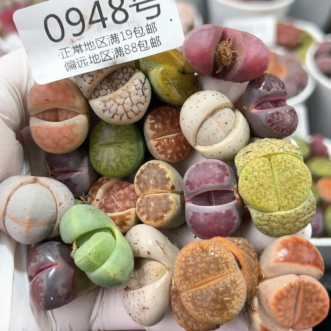 好养易活生石花大母本0948共20颗