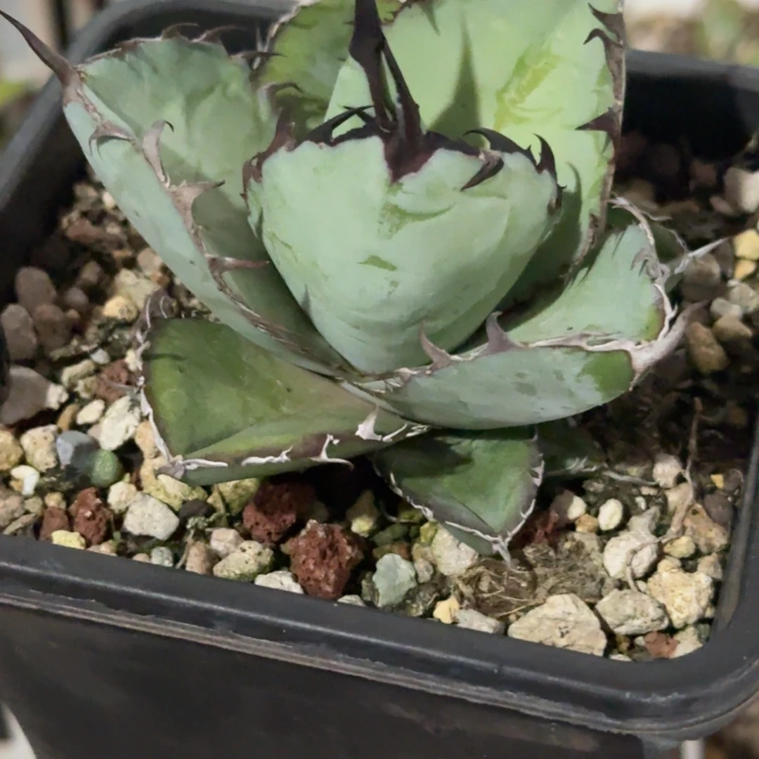 无花朵龙舌兰仁王冠11