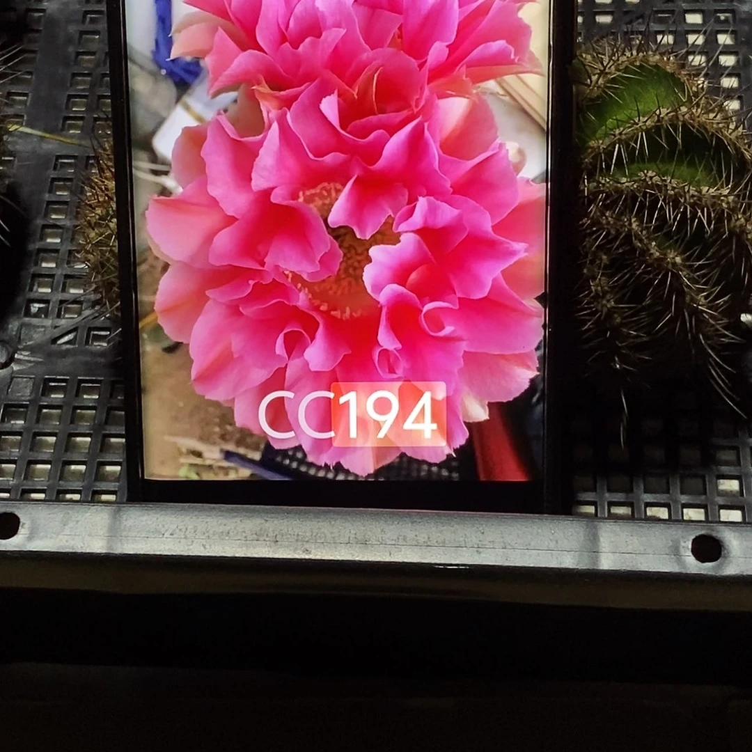 彩 194/侧芽歪20包邮/5公分