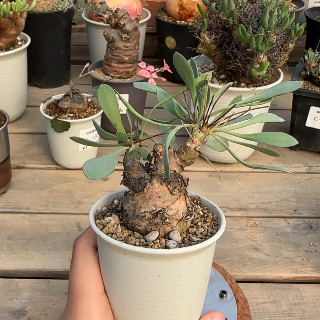 100开普敦不带盆发货