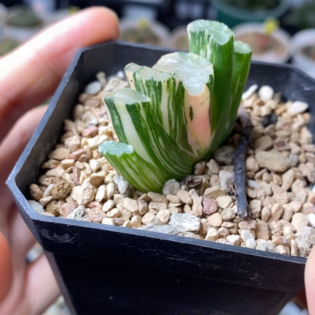 226号北斋玉扇锦多肉