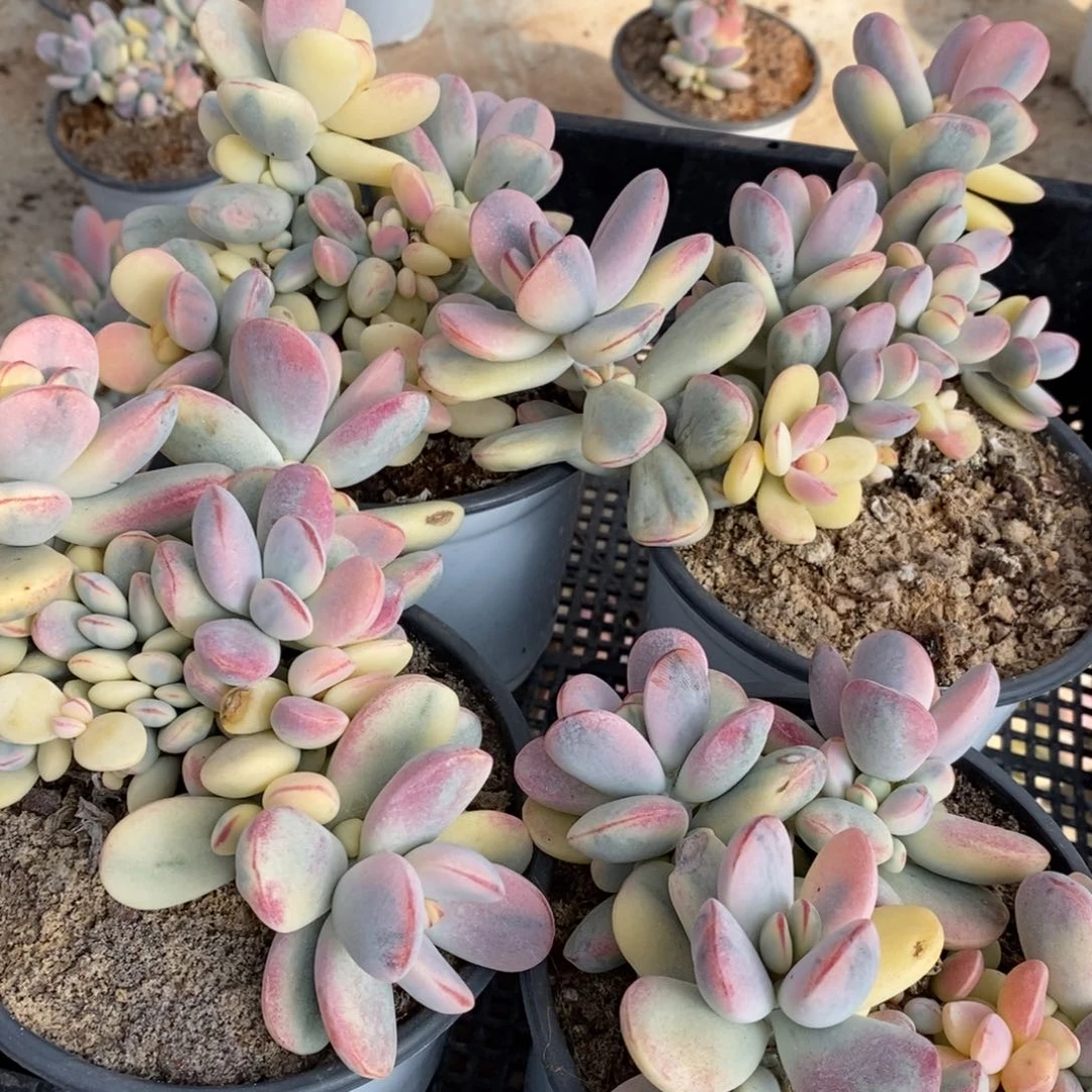 A****l福娘锦多肉植物