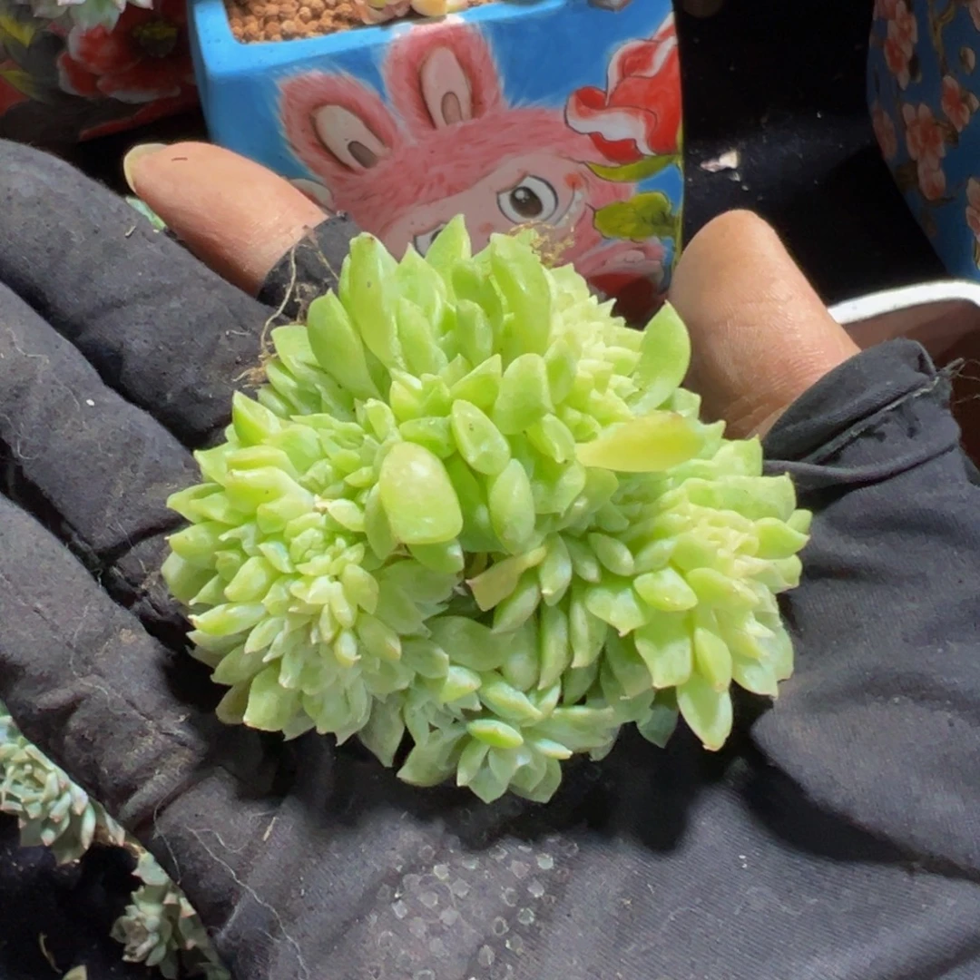 社***人黄心冰魄缀微瑕 天天开心
