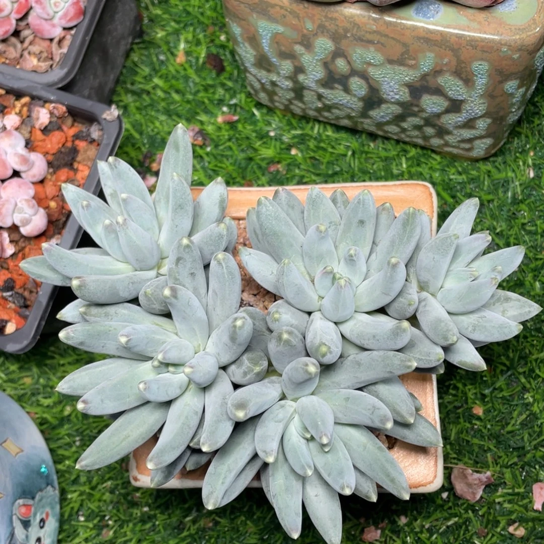 松果美人多肉植物