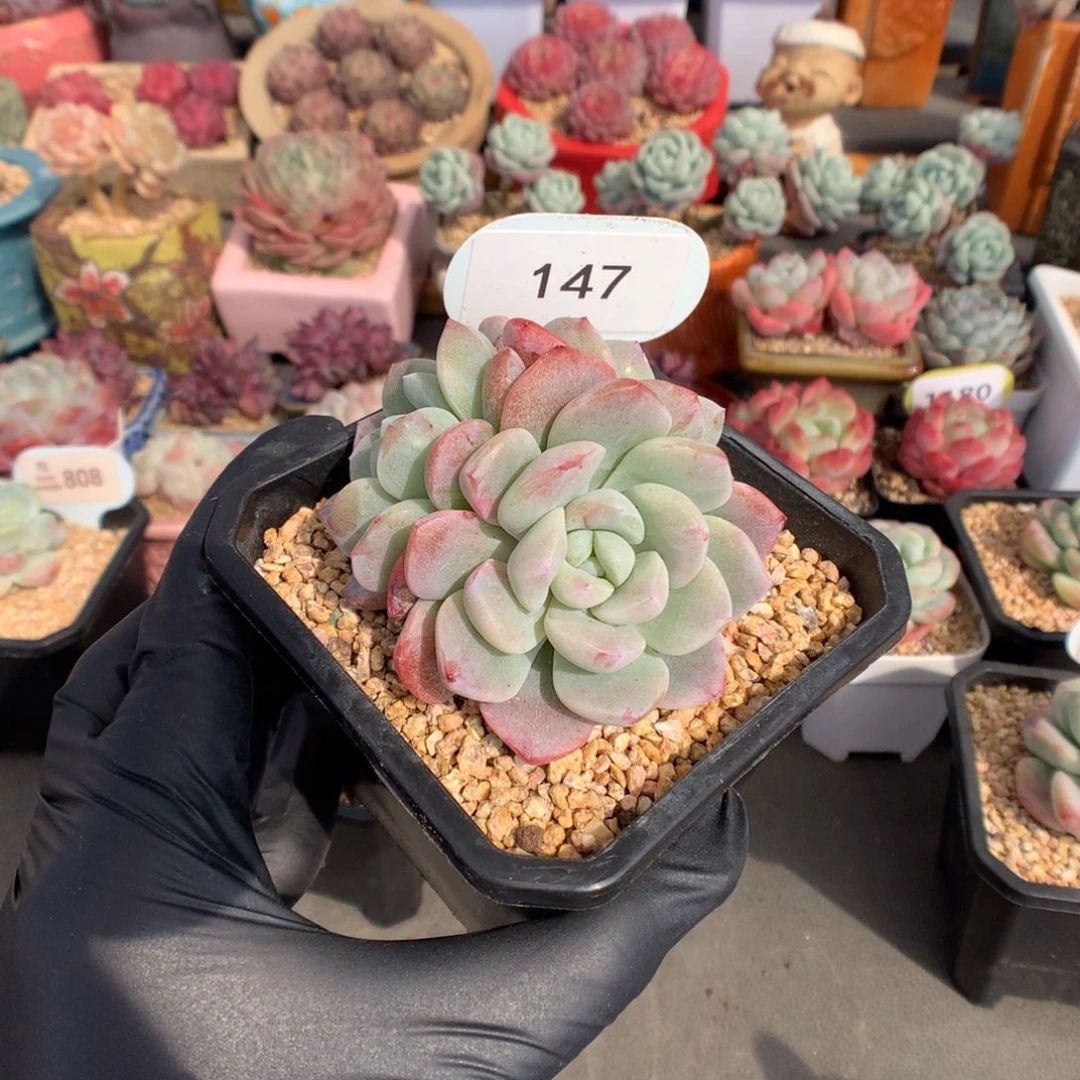 白*琛147 冰玉石化多肉