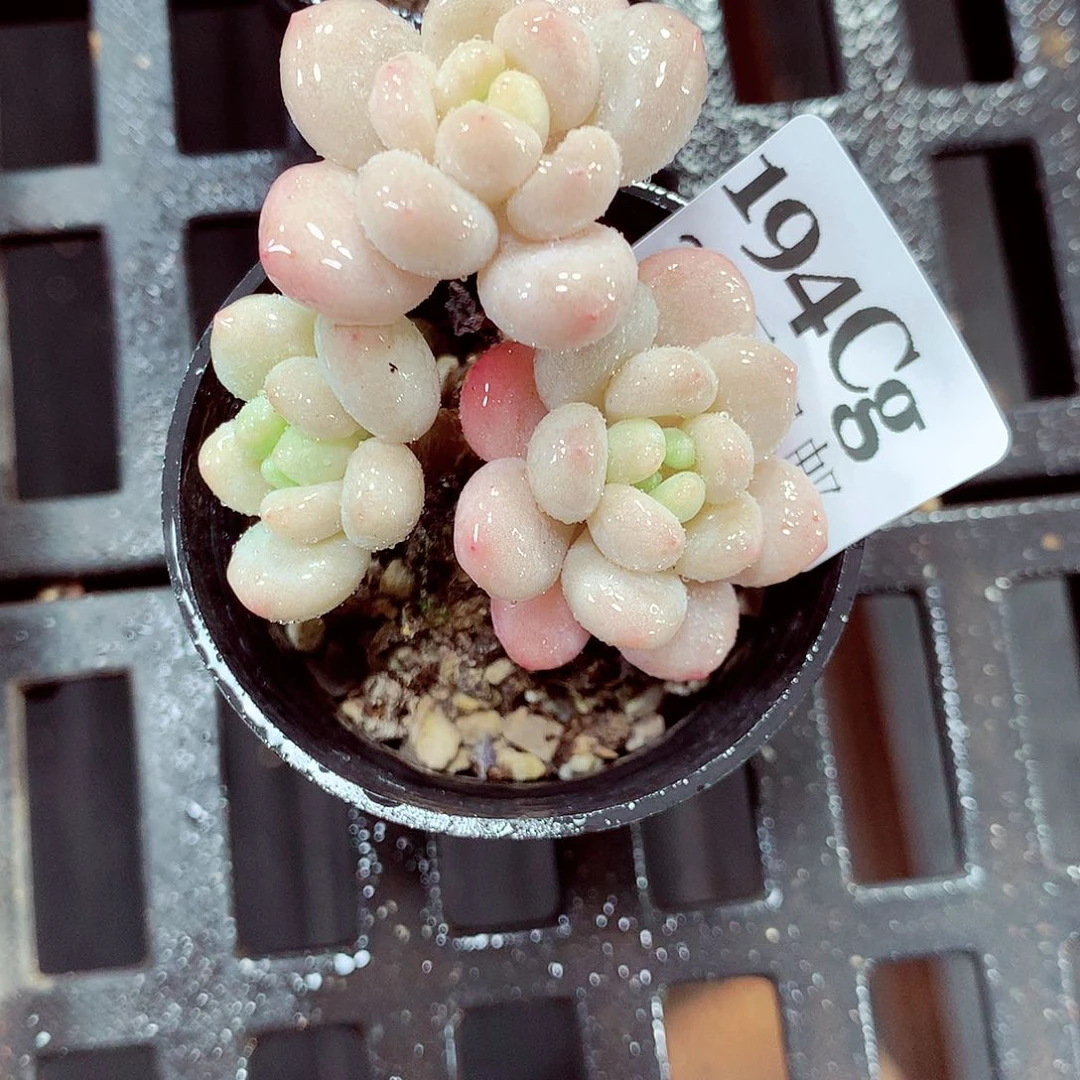 5厘米盆精控多肉194