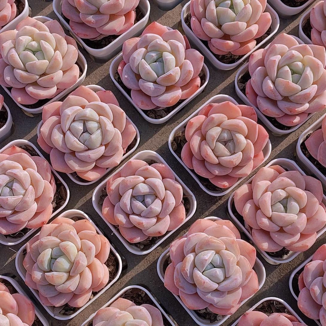 0330-小小白方 冰橙精品单头一颗 量拍