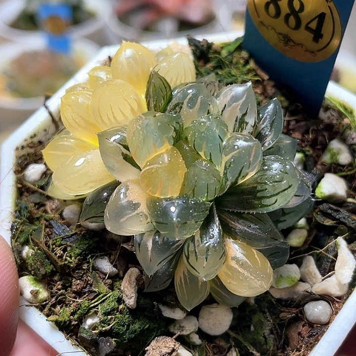 884群生水中月锦特选福利