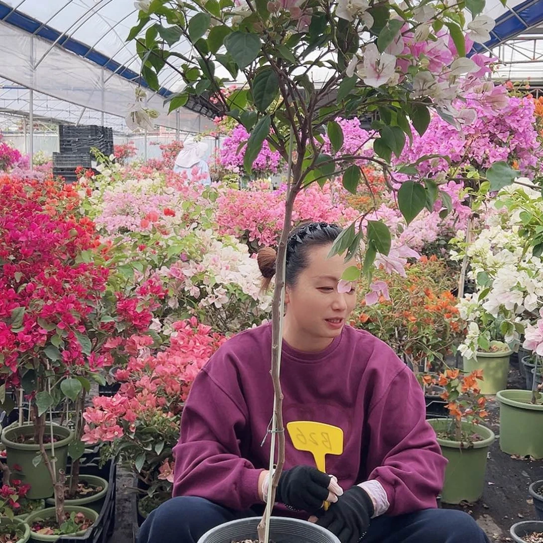 K***~大部分花苞少量开放B26红樱