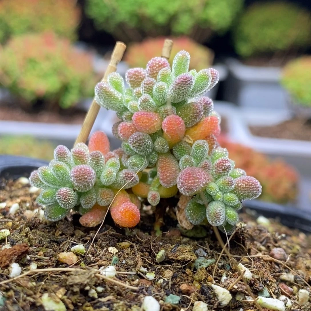 喵**喵VIP D462冰晶枝干番杏