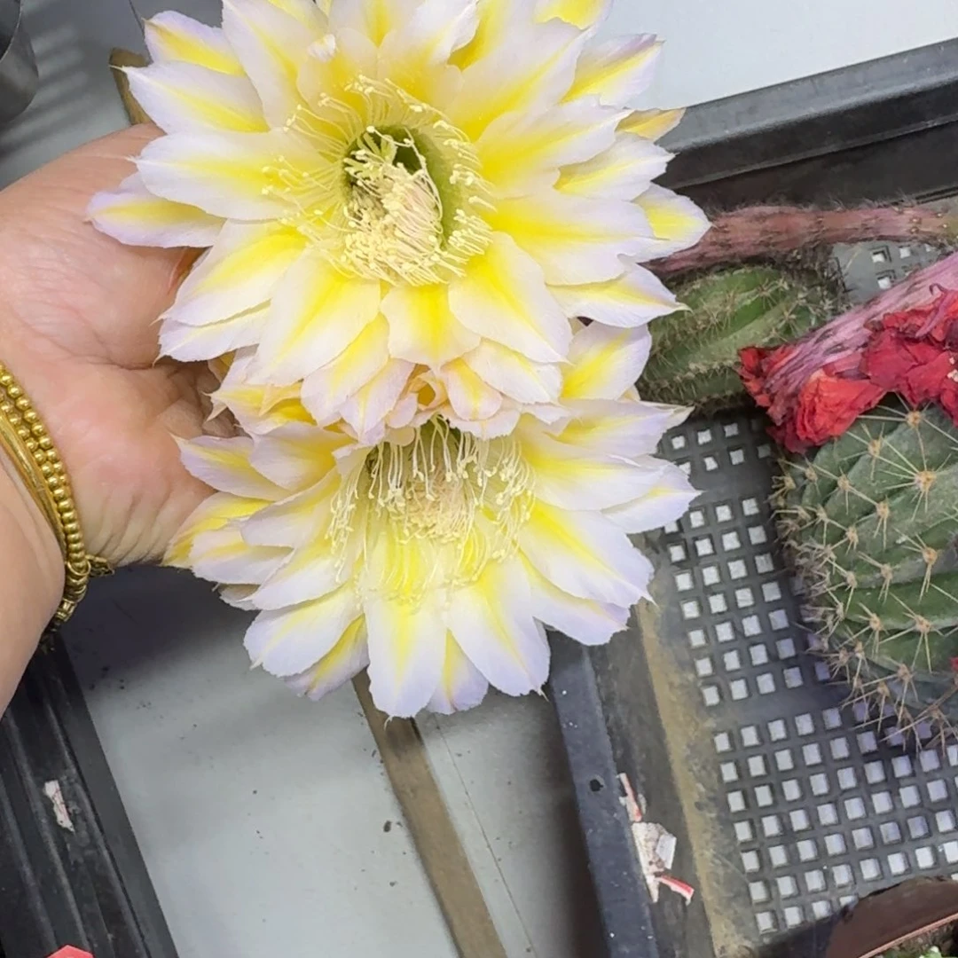 259彩草174雪莲歪无根侧牙4公分左右，20包邮