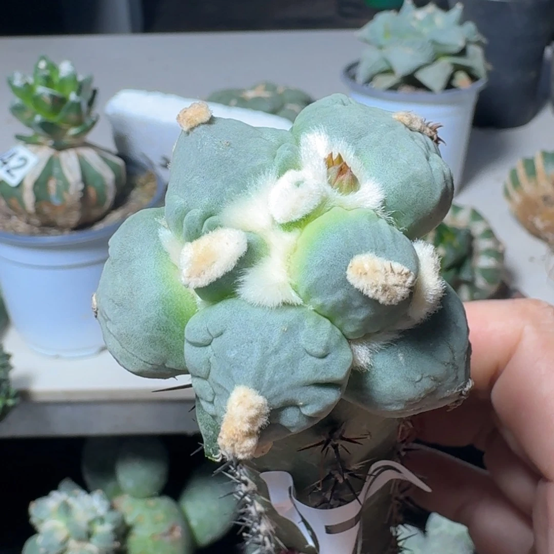 【闪购商品】无花朵C*X蛋怒077