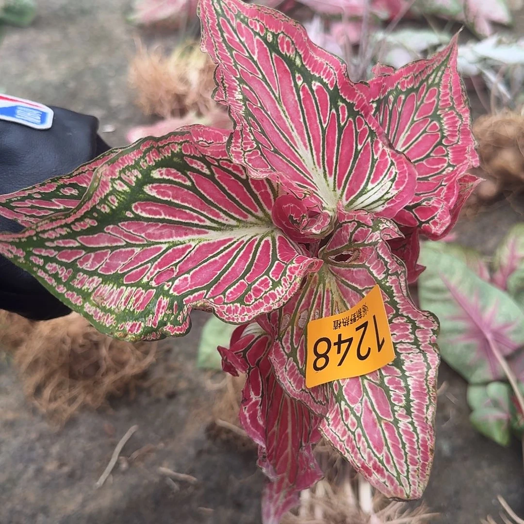 完全开放1248和声裸球不售后