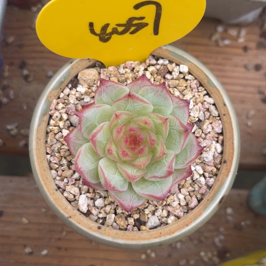 樱花珍妮单头4057