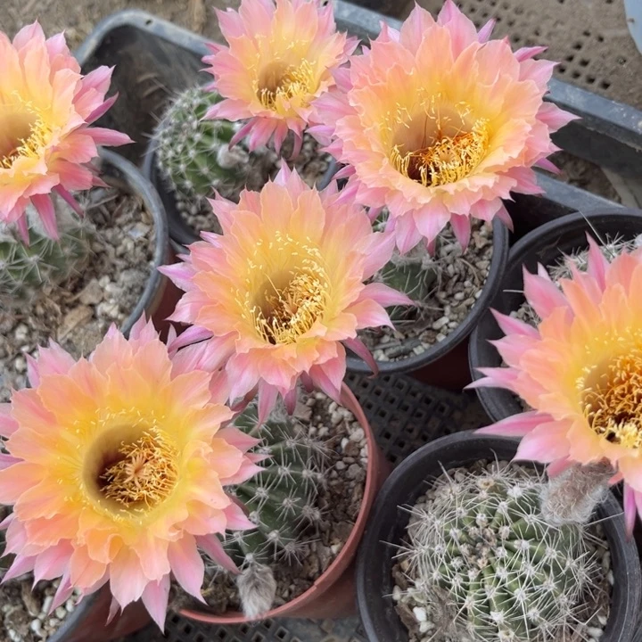 萨苏福利一颗微瑕