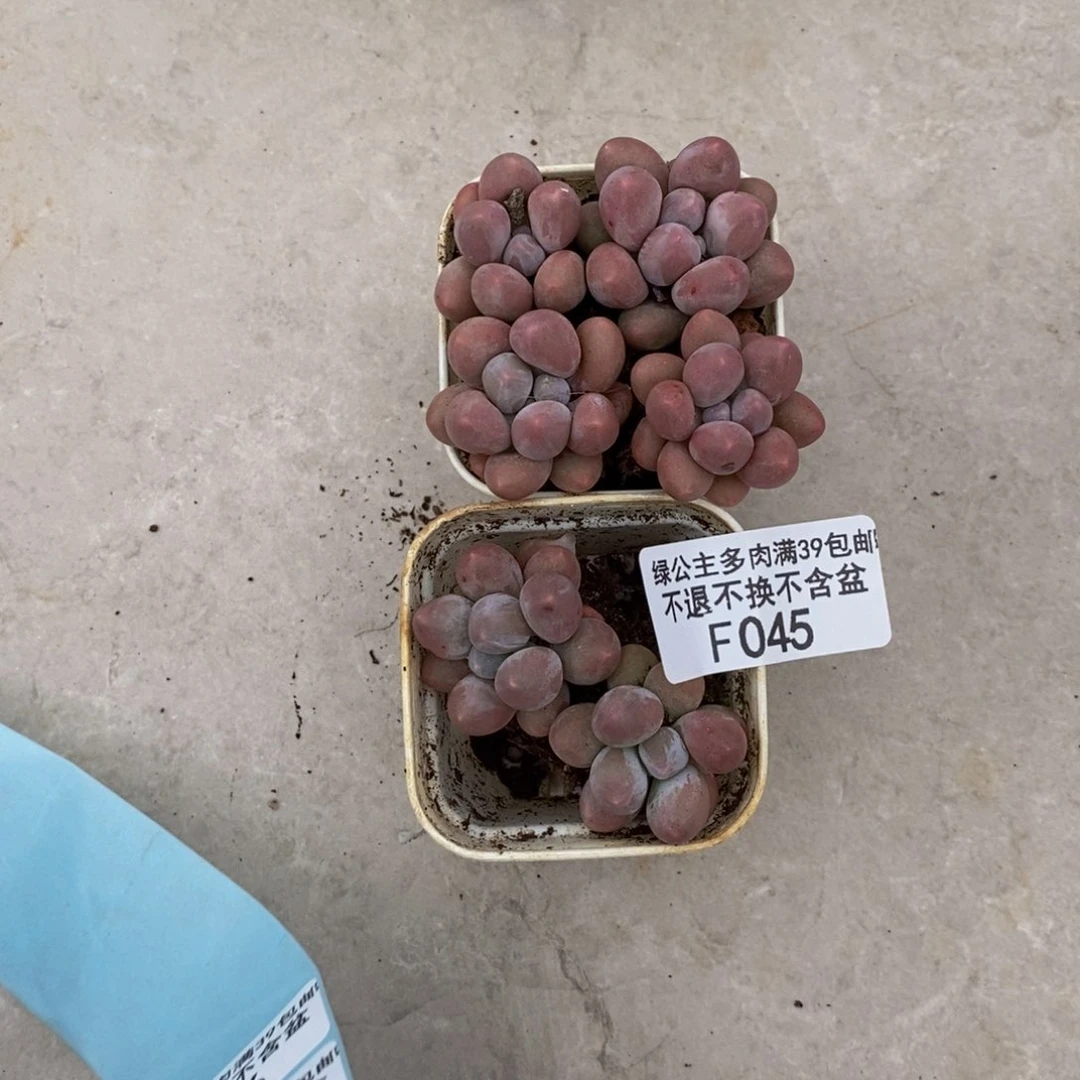 岩***️045粉泡泡六颗1.5cm