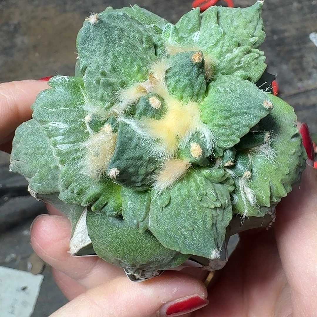 无花朵炸尤怒涛牡丹431