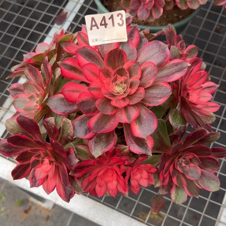 413黑魔锦20厘米左右