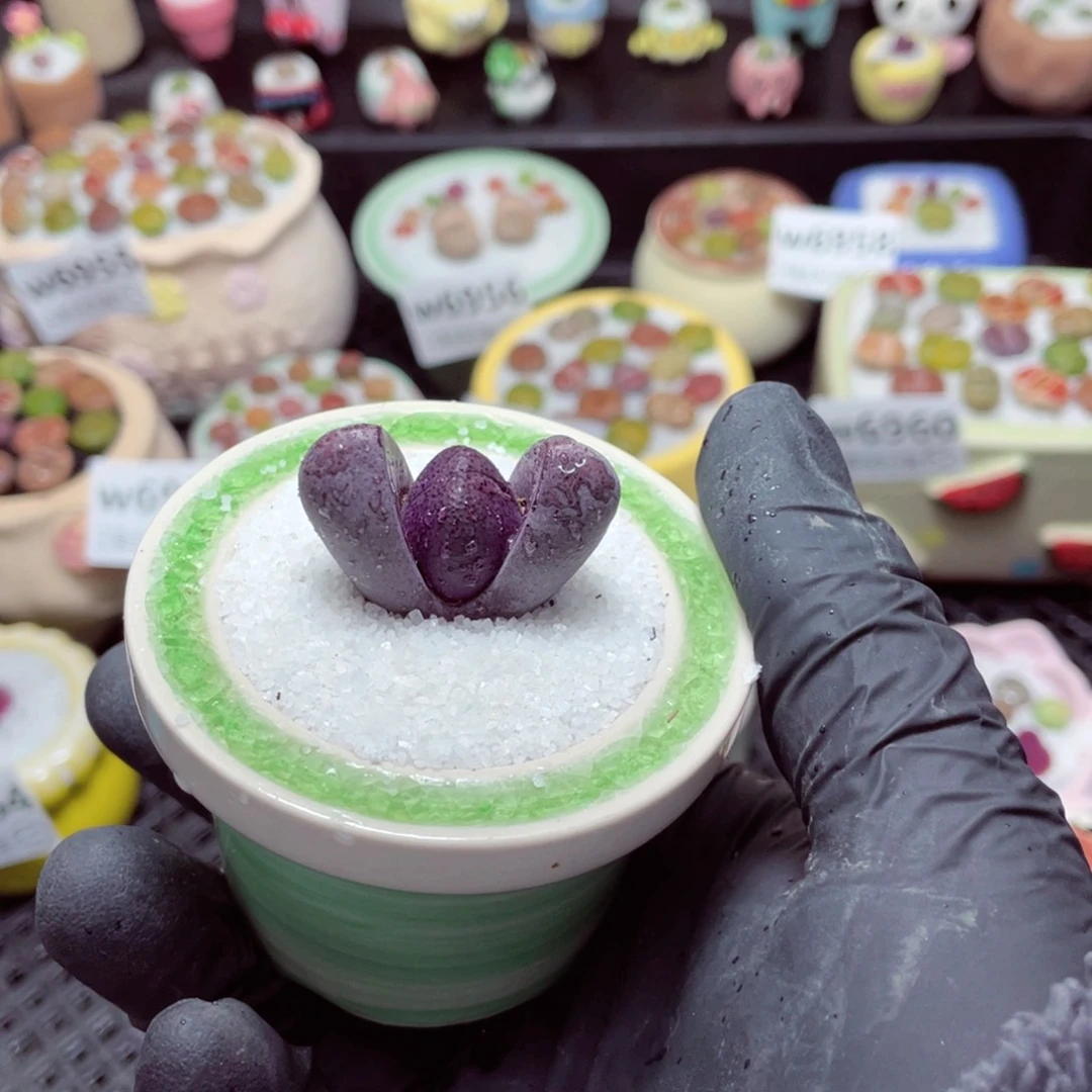 w6968--带盆土发货，零下地区拍保温箱