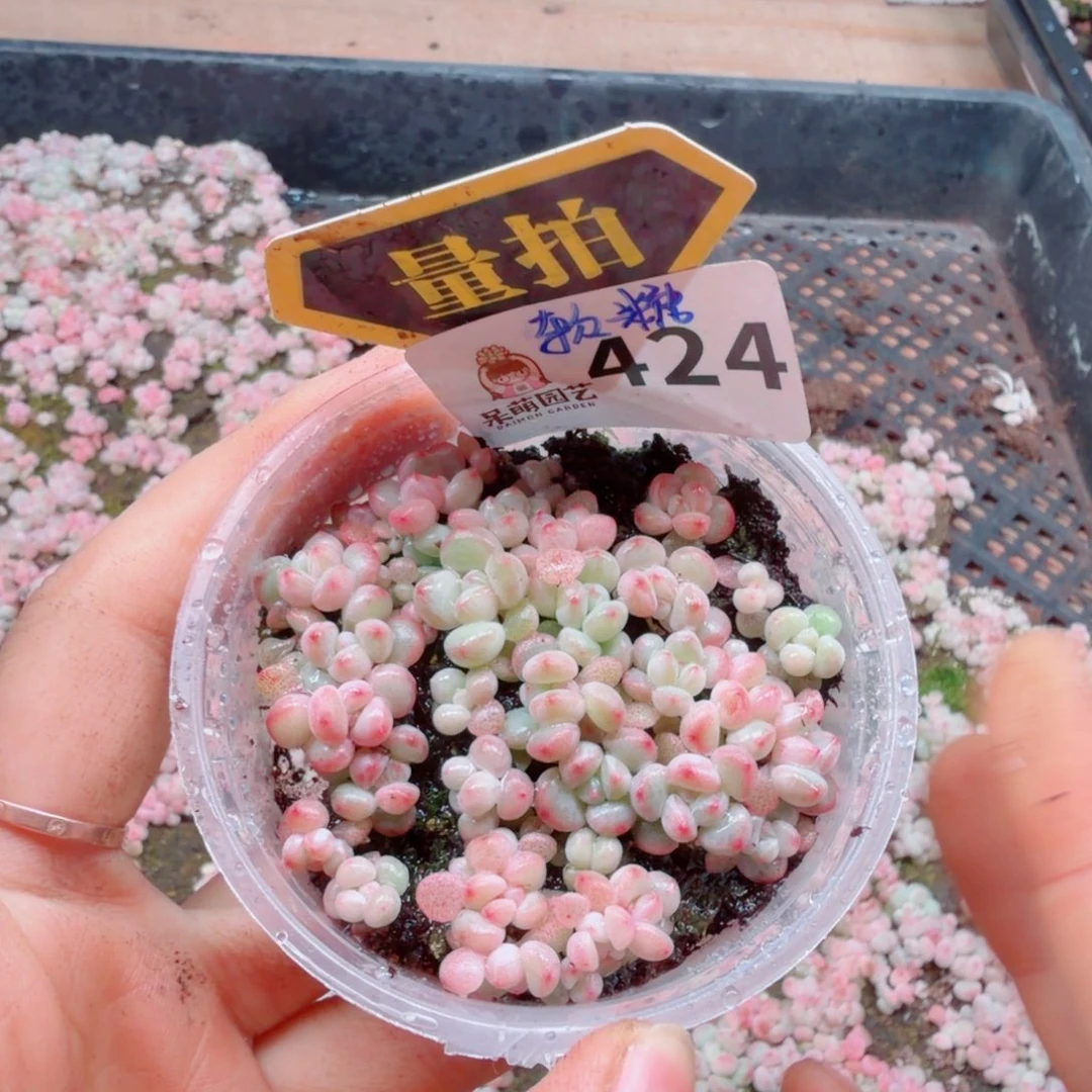 多肉植物多肉植物