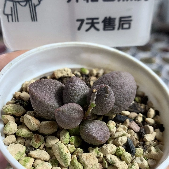 A7262 精品实生专拍